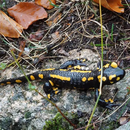 Blockhaus Bodefall *