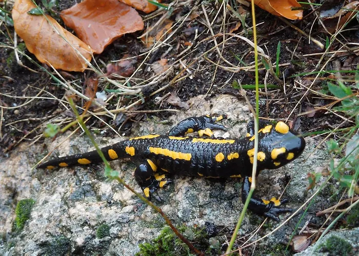 Blockhaus Bodefall *